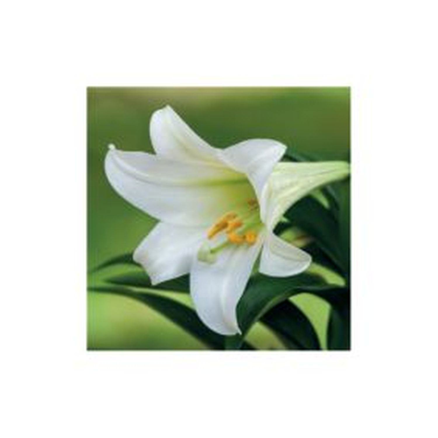 Kalenderrückwand Blumen - 14,5 x 29,5 cm, 2-fach sortiert Kalenderrückwand Blumen - 14,5 x 29,5 cm, 2-fach sortiert
