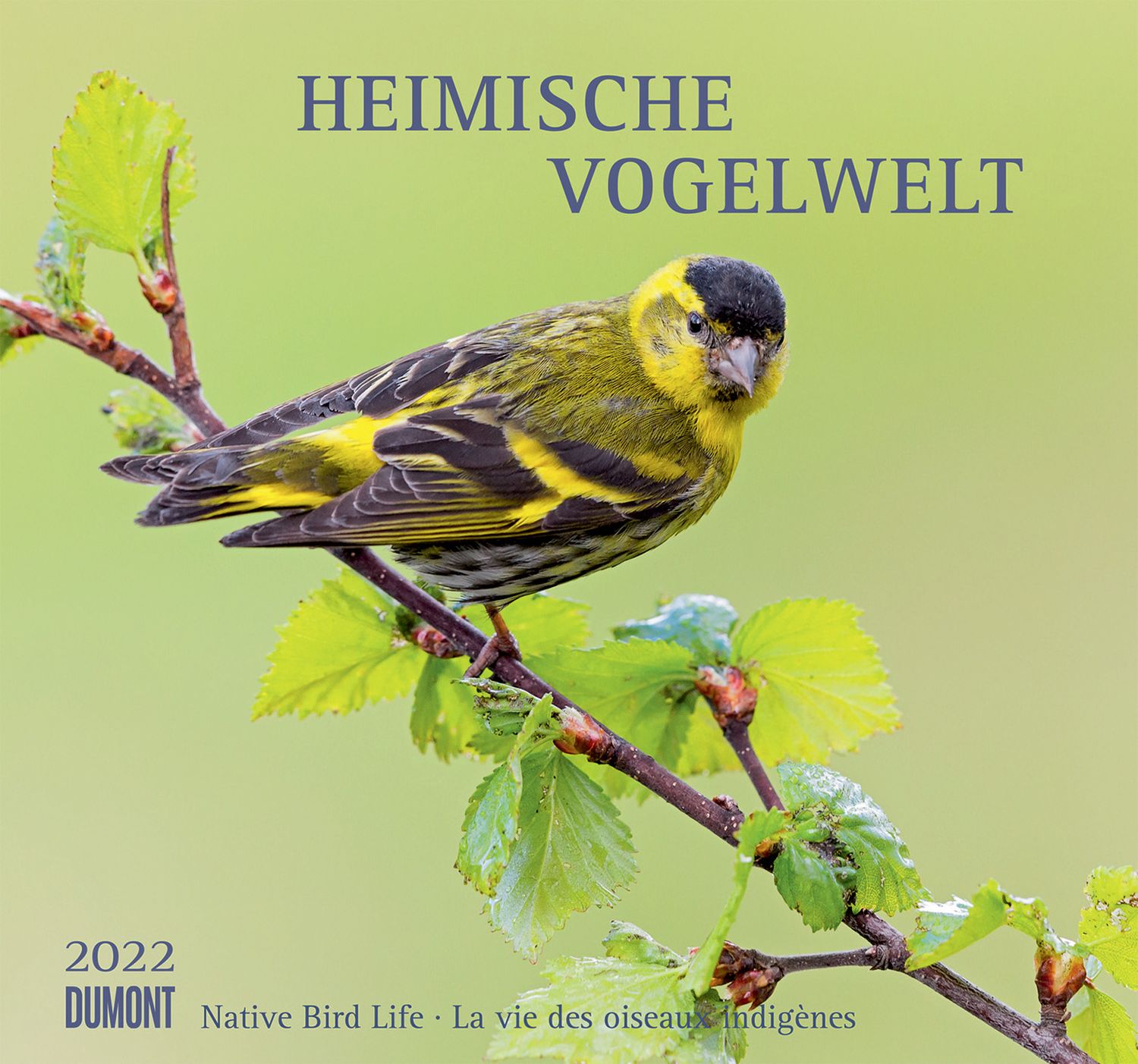Bildkalender Heimische Vogelwelt - 33 x 33 cm Bildkalender Heimische Vogelwelt - 33 x 33 cm