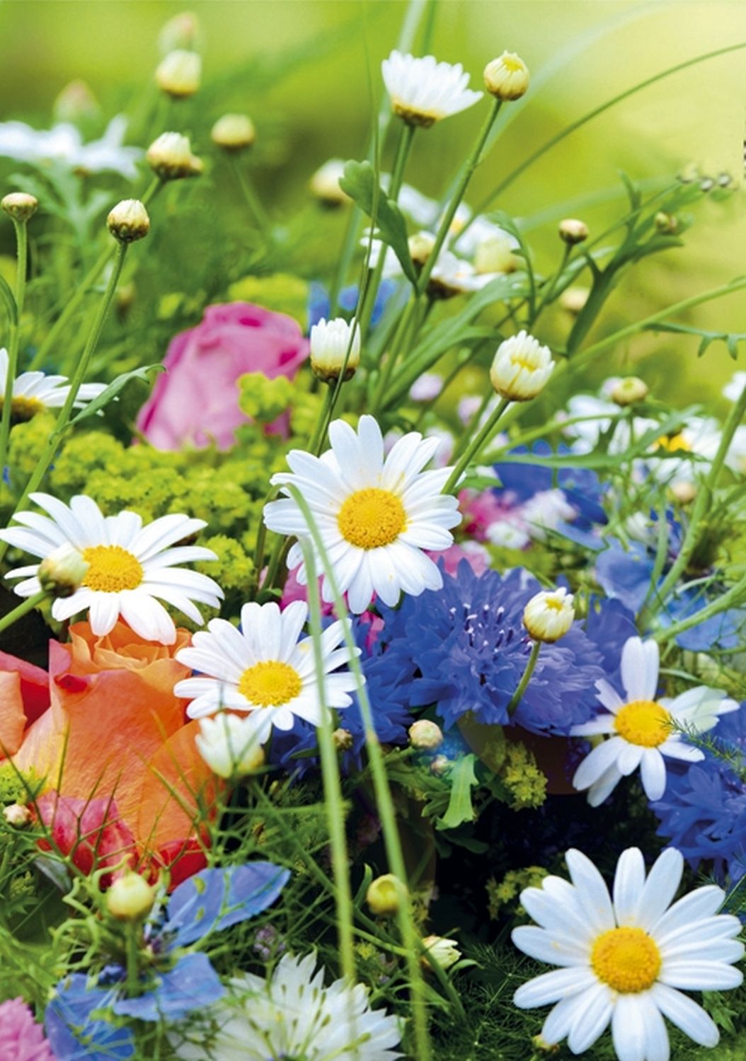 Grußkarte ohne Text - midi, inkl. Umschlag